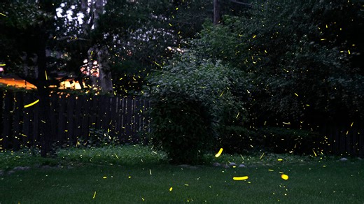 A time lapse video show fireflies lighting up a Wisconsin backyard