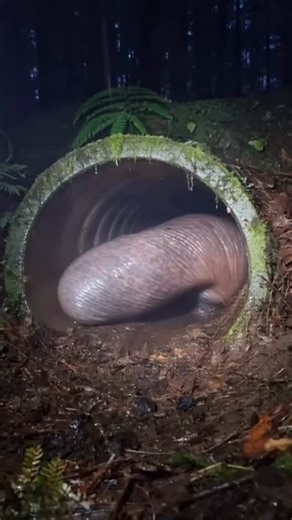 Trail camera finally caught what was clogging up the pipes! What is this bizarre creature? | Neural Catastrophe