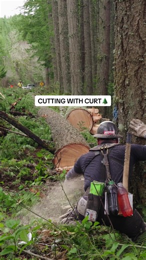 Expert Tree Cutting and Hazard Response Techniques