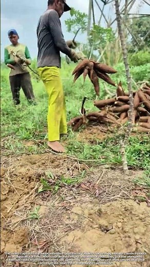 Harvest：Extracting Cassava Roots from the Earth