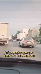 😱😱😱🐶🐶🐕🐩🐕🐩🐕🐩 #virals #dogs #Honduras #SPS | Yeison Maldonado TV