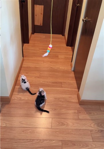 Interactive Cat Toys, Automatic Electric Flying Bird Feather Toy, Best Kitten & Adult Cat Enrichment Stimulation Toy, Indoor Fun for Pets. #fyp #tiktokpartner #tiktokaffiliate #tiktokaffiliateprogram #cattoys