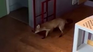 Fox escapes from London house after escaping loft