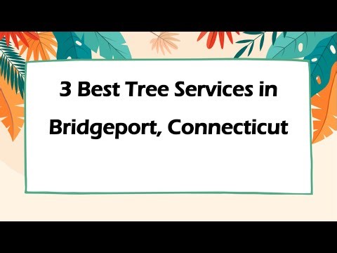 3 Best Tree Services in Bridgeport, Connecticut | Arborists