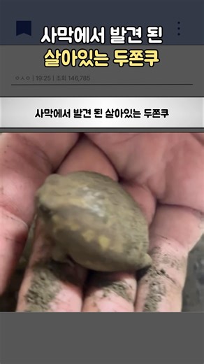 사막에서 발견 된 두쫀쿠 개구리