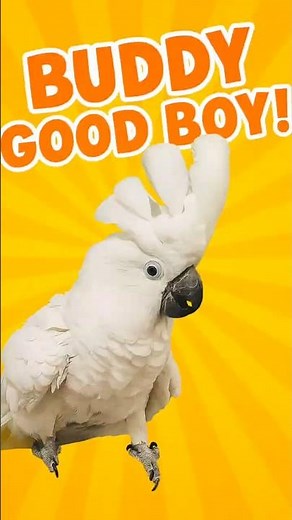 Cockatoo Talking And Singing