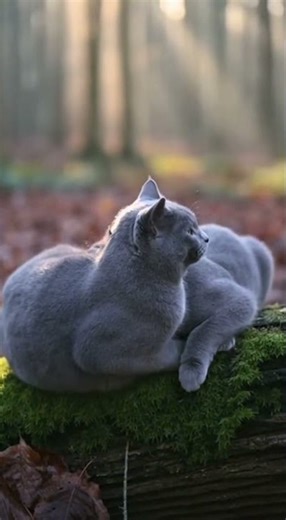 These two bsh cat couples are so sweet🥰😺😽