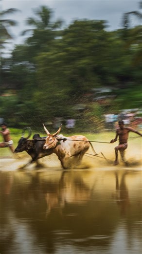 𝙎𝙖𝙘𝙝𝙞𝙣 𝙎𝙪𝙙𝙖𝙧𝙨𝙖𝙣𝙖𝙣 | 𝗧𝗿𝗮𝘃𝗲𝗹 𝗣𝗵𝗼𝘁𝗼𝗴𝗿𝗮𝗽𝗵𝗲𝗿 | 𝗞𝗲𝗿𝗮𝗹𝗮 | 𝗜𝗻𝗱𝗶𝗮 🇮🇳 | some useful tips for panning photography👇👇👇 🎯 Use a slow shutter speed – Start around 1/30 to 1/60 sec and adjust based on the subject’s... | Instagram