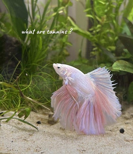 Adding Tannins to Your Betta Fish Tank