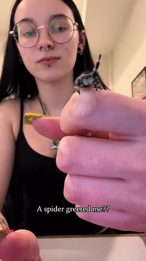 Jumping Spiders: The Cute Creatures You Can Keep as Pets