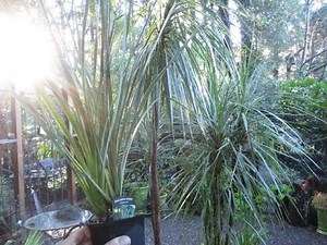 Growing Dracaena Spikes in Canada