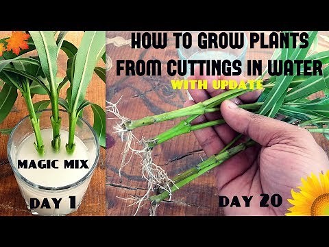 How to Grow Plants From Cuttings in Water (95% Success Rate) / SPECIALLY FOR BEGINNERS