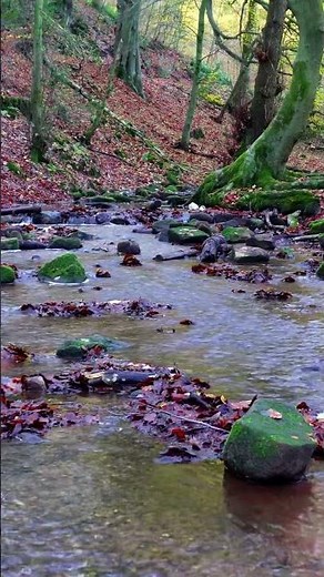 Forest Stream Autumn Ambience ASMR