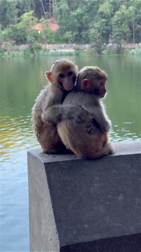 Can't Stop Laughing — Best Animal Meme Clips (Short)
