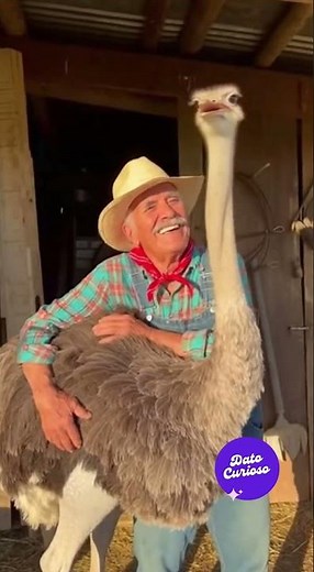 EL CAMPESINO QUE CRIÓ UN AVESTRUZ… ¡Y CUENTA LA HISTORIA COMPLETA! 😱🐦🔥