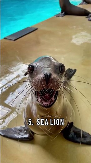 11 Weirdest Animal Sounds