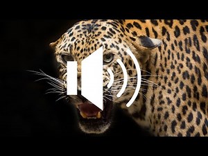 Leopard Roar - Sound Effect(HD)