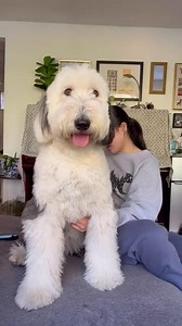 Life as an Old English Sheepdog isn’t all cuddles and naps! | Old English Sheepdog