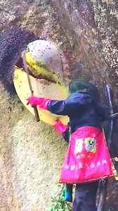 #bee #nature #bees #honey #macro #savethebees #flowers #beekeeping #naturephotography #beekeeper #honeybee #beesofinstagram #insects #photography #insect #flower #beehive #honeybees #biene #macrophotography #love #bumblebee #bienen #pollen #garden #honeycomb #art #pollinators #naturelovers #beekeepers | 10M