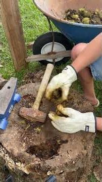 Walnut Husking. #asmr #gardening