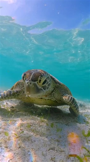 Under the sea #UnderWater #OceanVibes #UnderWaterAdventure #OceanLife #UnderWaterExploration #DiveIn #OceanMysteries #UnderWaterMagic #UnderWaterWorld #DeepBlue #UnderWaterLife #OceanLovers #SeaLife #BeneathTheWaves #OceanTales #UnderwaterCreatures #DiveDeep #UnderWaterJourney #OceanDreams #UnderWaterVibes #UnderwaterPhotography #DiveInDeep #UnderwaterWorlds #OceanWonderland #MarineLife #UnderwaterEscape #UnderWaterAdventureTime #UnderwaterWonders #DivingLife #OceanExplorer #SilentWorld #UnderWa