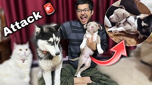 Bully breed vs husky unstoppable fight | Review Reloaded