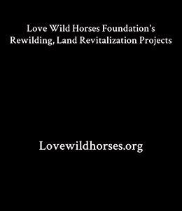 Wild Horses are the key to healing our lands, reducing wildfire risks, and bringing biodiversity back to life. At the Love Wild Horses Foundation, we’re not just saving wild horses—we’re unleashing the power of nature itself. Rewilding works. It restores ecosystems, prevents catastrophic wildfires, and gives these incredible animals a second chance at freedom. But we can’t do it alone. Your voice, your support, your action— they make rewilding possible! Whether through advocacy, donations, land 