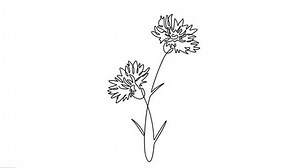 Animated cornflower elegance continuous line drawing.