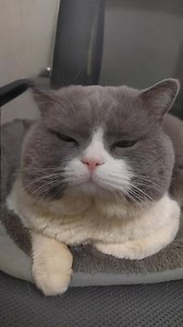 会说话的猫咪可乐#猫咪成精了