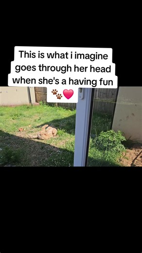 #cockapoodaily #cockapoo #cockapooclub #cockapooowner #cockapoolove