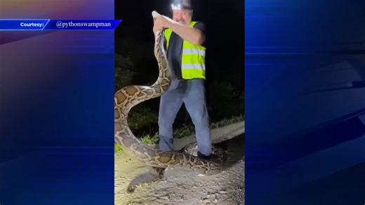 FWC trapper catches 17-foot Burmese python in Florida Everglades - WSVN 7News | Miami News, Weather, Sports | Fort Lauderdale