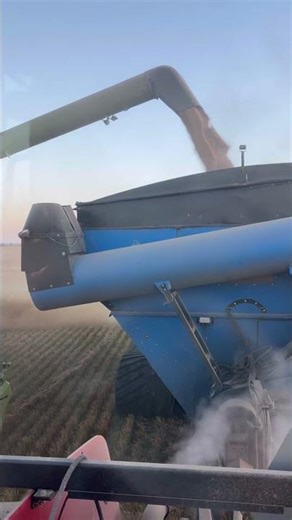 Wheat harvest 2025! #satisfying #farming #harvest