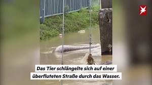 XXL-Python schlängelt sich durch überflutete Straße
