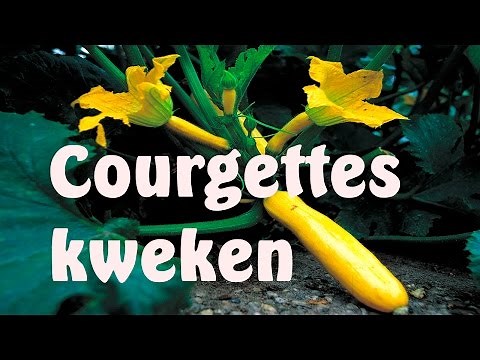 Courgettes of Patisson kweken
