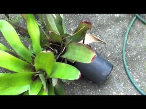 HOW TO GROW BROMELIADS