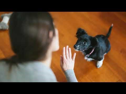 Breed Doesn't Guarantee Trainability: New Research on Dog Behavior