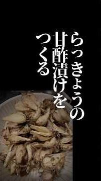 鳥取産掘り立てらっきょうで作る｜基本の甘酢漬け