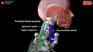 223 reactions · 108 shares | Myofacia approach for forward-head...