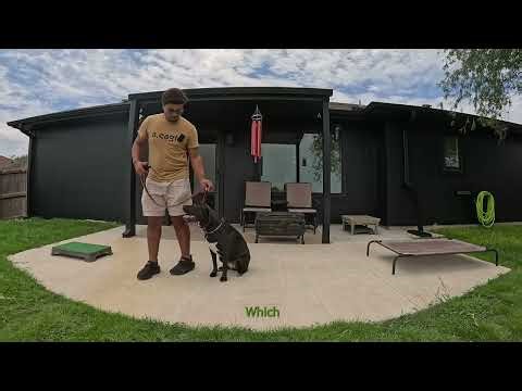 Pit/Lab Mix "Sweetie" is a Fast Learner!