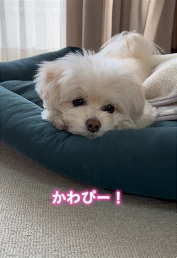 破壊的にかわいいんだけど？最後えげつなくかわいい💥🩷 #わんこ部 #pomapoo#ポメプー#ポメプーミックス#ポメプー部#ポメプー男の子#ふわもこ部#ミックス犬#いやしわんこ #わんこのいる生活 #わんこの日常 #犬動画 #いぬのいる暮らし #癒し動画 #癒しのペット #散歩 #音声効果チャレンジ #犬好きと繋がりたい #犬好きな人と繋がりたい