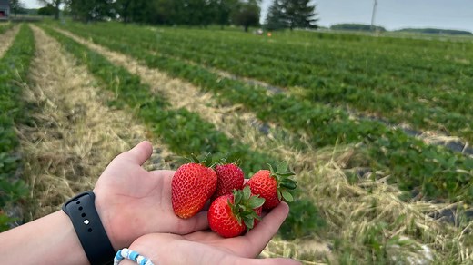 Strawberries, blueberries and more: Where to go berry-picking in Northeast Ohio 🍓🫐