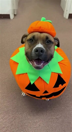 20 reactions · 4 comments | #halloweenspecial @ www.jerseymovingpro.com | Jersey Moving Pro | Facebook