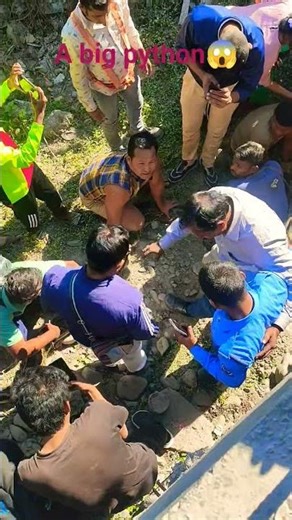 A big python 😱 #music #funny #trending #shorts #shortsfeed #shortsviral #newsong #python #snake #yt