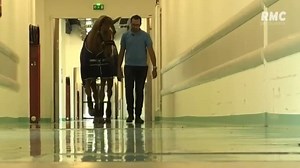 Peyo, le cheval qui murmurait à l'oreille des patients