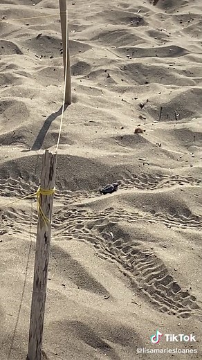Turtles Hatching at Kalamaki Beach: A Rare Experience