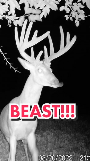 Bowmar Bowhunting on TikTok