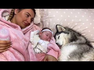 From My Husky Taking Care Of My Baby, To My Baby Taking Care Of My Husky!😭🥰.