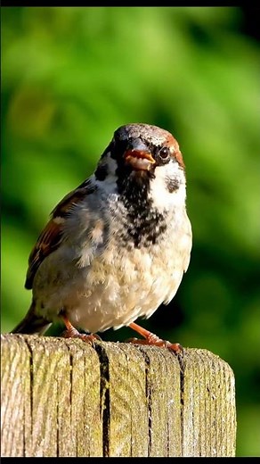 Cute Sparrow Close Up! You Won't Believe How Loud It Chirps 🔊