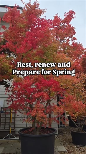 Karen Mariconda on Instagram: "NOW late autumn and early winter are the perfect seasons to plant our trees and mature shrubs and hedging plants 🌿🪴 the soil is still warm, rainfall has been plentiful, and roots can establish beautifully before spring bursts into life. As autumn draws to a close here in the UK, the whole garden begins to slow down. 🍁 from deciduous trees and shrubs to evergreens and perennials, almost every plant responds to the cooler temperatures and shorter days by entering 