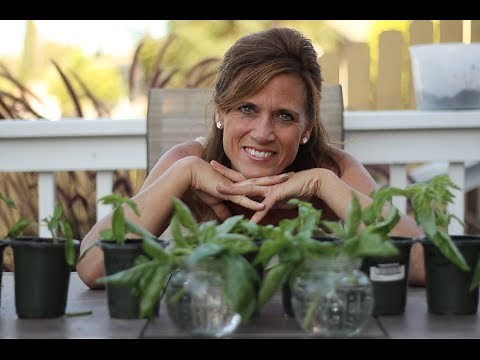 How to Propagate Basil - Endless Supply from One Plant!